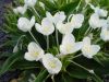 PLANTS W - Z